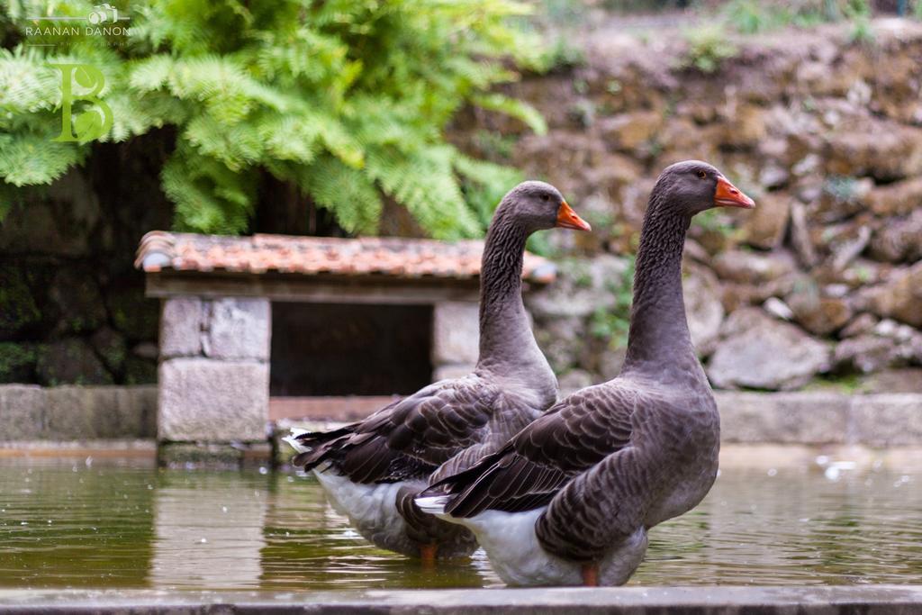 Quinta da Bouça - Agroturismo Pacos de Gaiolo Quarto foto